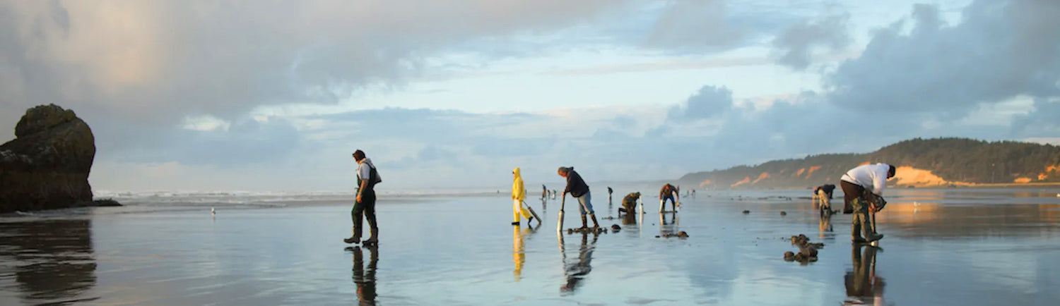 people on the beach razor clamming at sunset