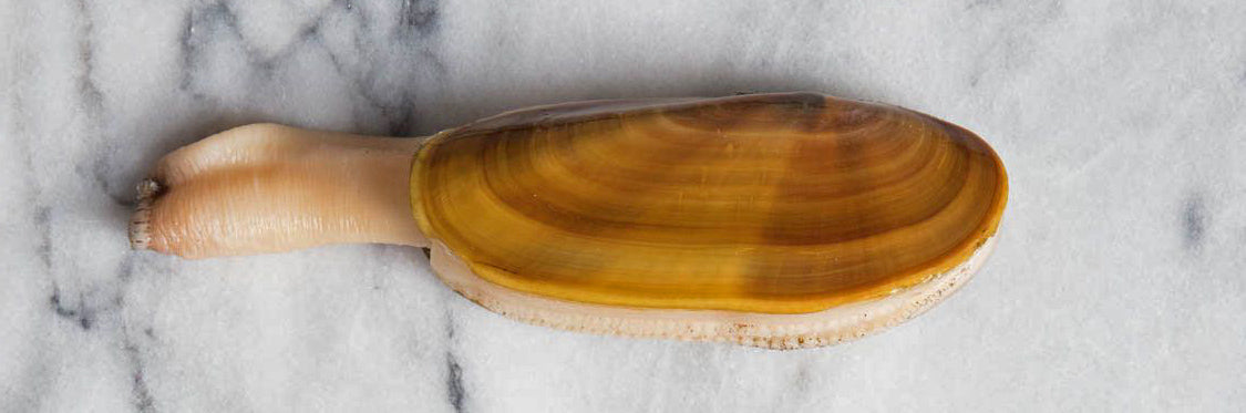 Razor Clam on grey marble