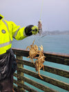 Beach Bandit Crab Snare